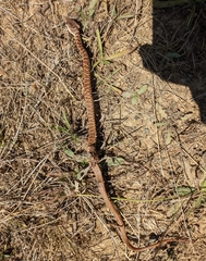 Coluber constrictor mormon
