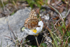 Boloria freija