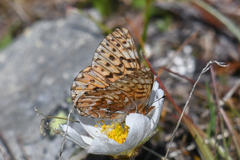 Boloria freija