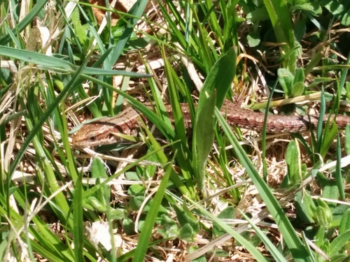 Zootoca carniolica