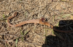 Coluber constrictor mormon