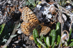 Boloria freija