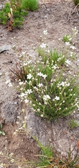 Eremogone capillaris