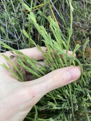 Orianthera spermacocea