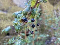 Ribes lacustre