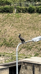 Phalacrocorax carbo