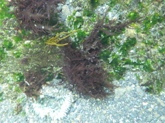 Chondracanthus chamissoi