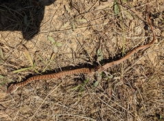 Coluber constrictor mormon