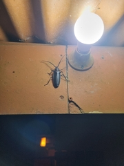 Derobrachus inaequalis