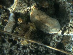 Fungiidae