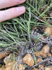 Orianthera spermacocea