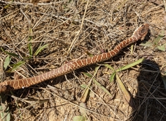 Coluber constrictor mormon