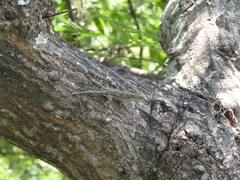 Urosaurus bicarinatus