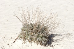 Hymenopappus filifolius cinereus