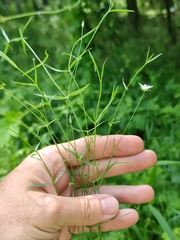 Stellaria palustris