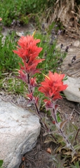 Castilleja miniata