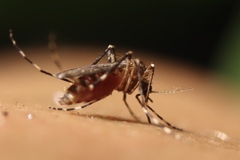 Coquillettidia perturbans