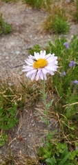 Erigeron glacialis