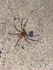 Heteropoda jugulans