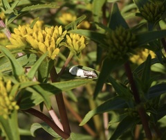 Tarache tetragona