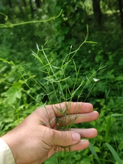 Stellaria palustris