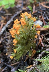 Leocarpus fragilis
