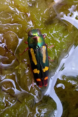 Buprestis rufipes