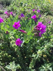 Mirabilis