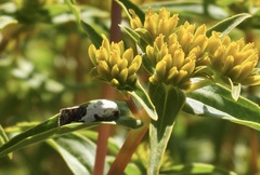 Tarache tetragona