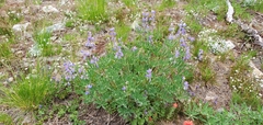 Lupinus latifolius