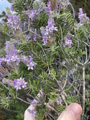 Philotheca spicata