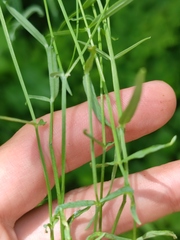 Stellaria palustris