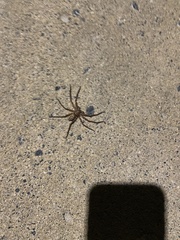 Heteropoda jugulans