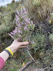Philotheca spicata
