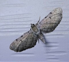 Eupithecia absinthiata