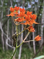 Asclepias lanceolata