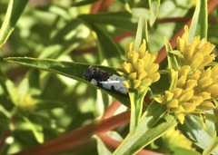 Tarache tetragona