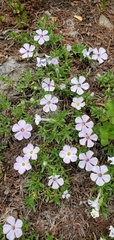 Phlox diffusa