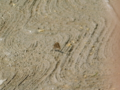 Libytheana carinenta