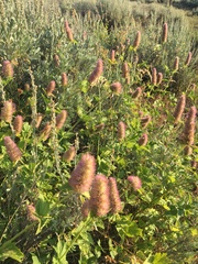 Agastache urticifolia