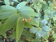 Maianthemum stellatum