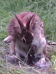 Sylvilagus floridanus