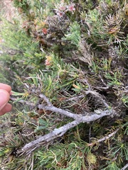 Isopogon asper