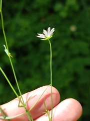Stellaria palustris