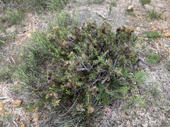 Isopogon asper