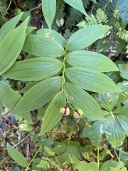 Maianthemum stellatum