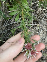 Isopogon asper