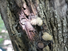 Hypomyces tremellicola