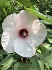 Hibiscus laevis
