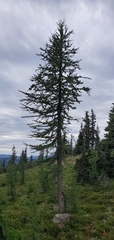 Larix lyallii